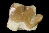 Rare, Fossil Bear Dog (Daphoenus) Tooth - South Dakota #143948-1